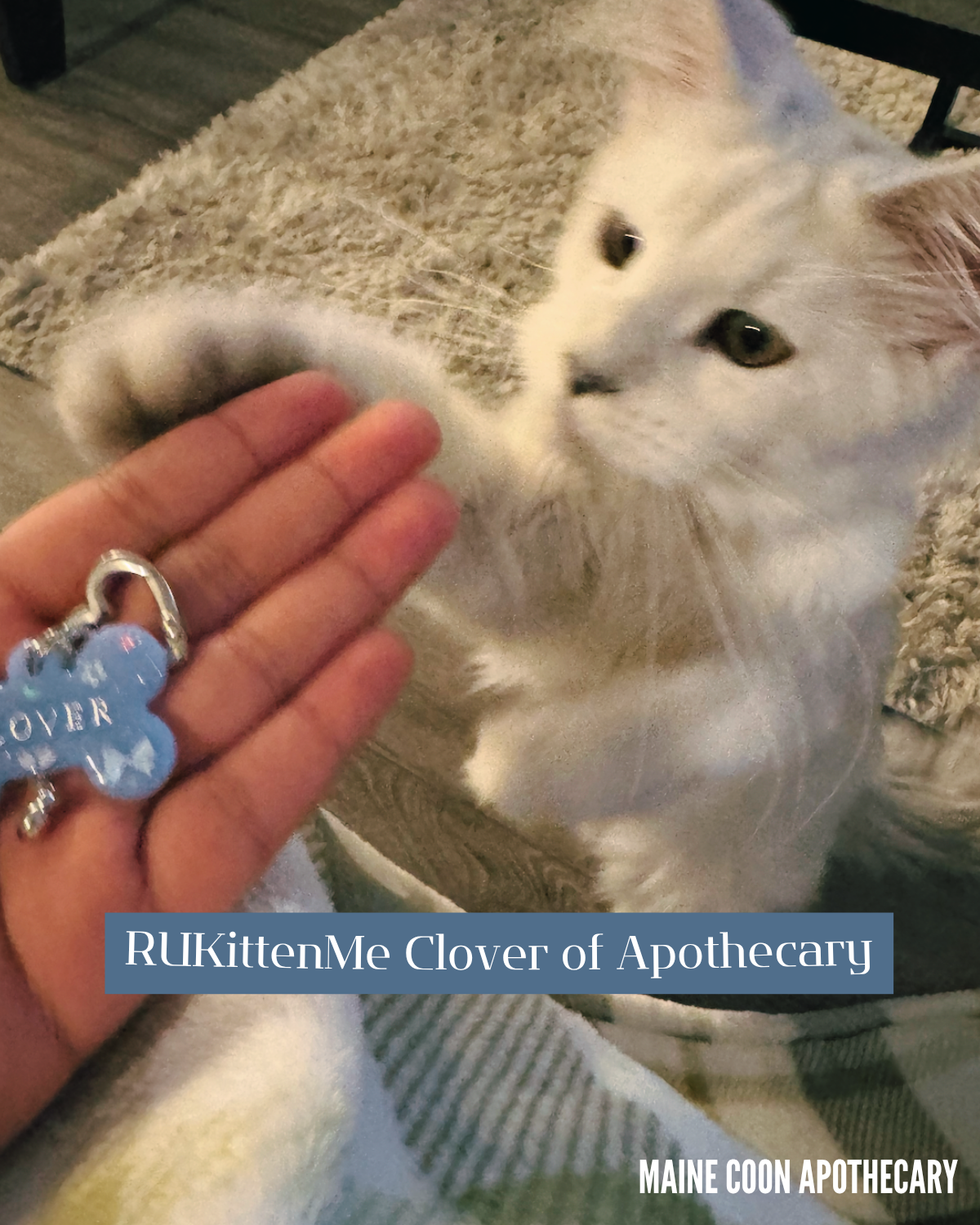 Our Maine Coon Black Shaded Queen, RUKittenMe Clover of Apothecary ("Clover") was fascinated with her new tag! What a cutie!