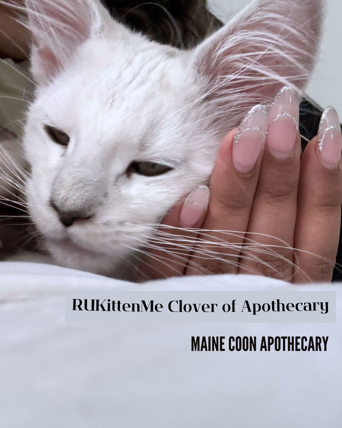 Our Maine Coon Black Shaded Queen, RUKittenMe Clover of Apothecary ("Clover"), when she was a 3-month-old Maine Coon kitten.