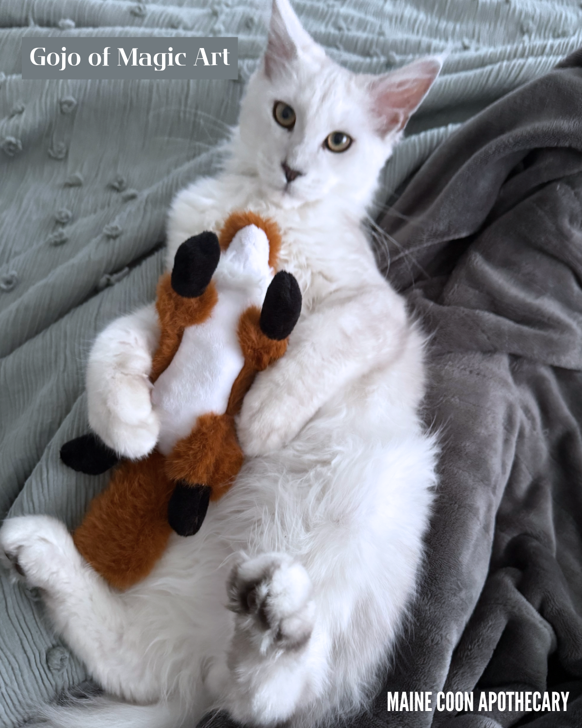 Our Black Shaded Maine Coon King, Gojo of Magic Art (Gojo), playing with his favourite squirrel toy at 4 months old!