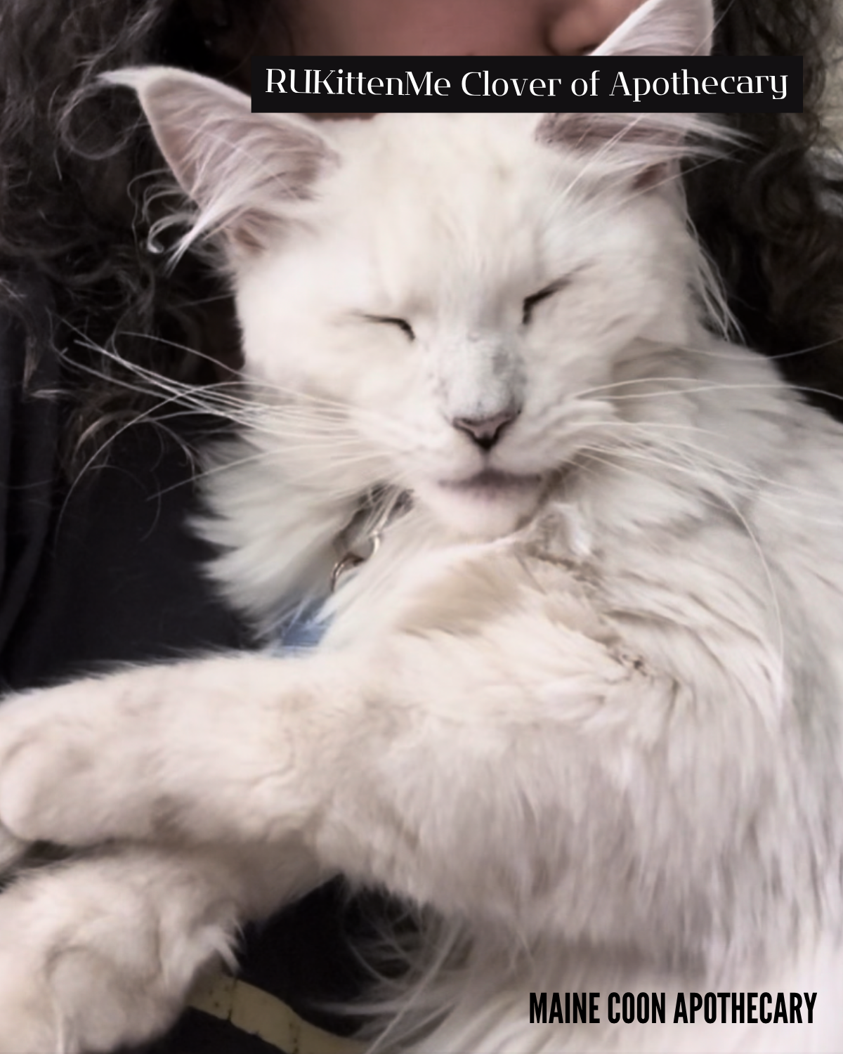 Our Maine Coon Black Shaded Queen, RUKittenMe Clover of Apothecary ("Clover"), is lying with her mama, purring and ready to make biscuits!
