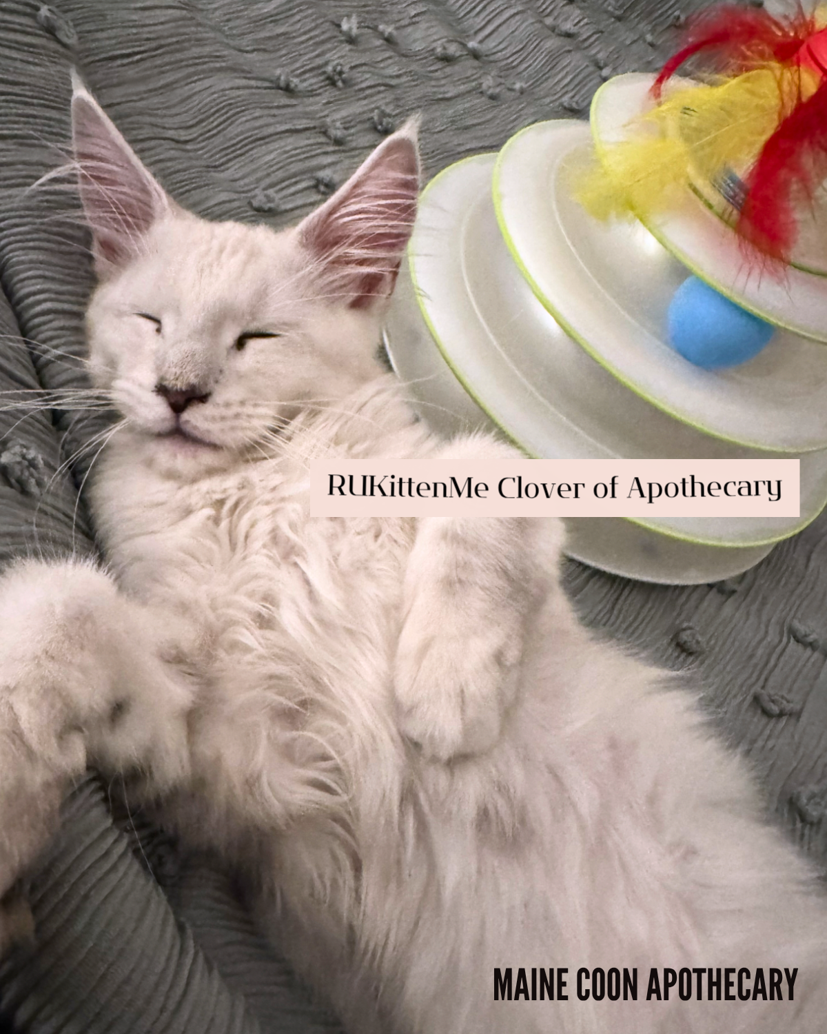 Our Maine Coon Black Shaded Queen, RUKittenMe Clover of Apothecary ("Clover"), at 6 months old, is taking a little nap with her mommy!
