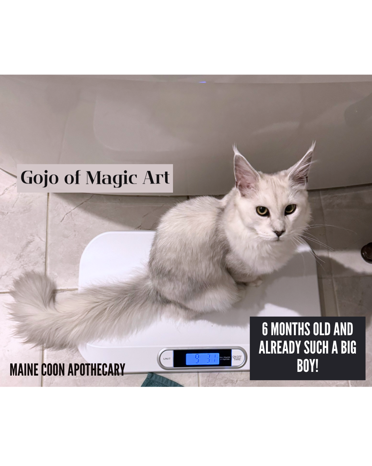 Our Black Shaded Maine Coon King, Gojo of Magic Art (Gojo), when he was a 6-month-old kitten, already weighing almost 10 pounds (lbs). He is growing at a healthy pace.