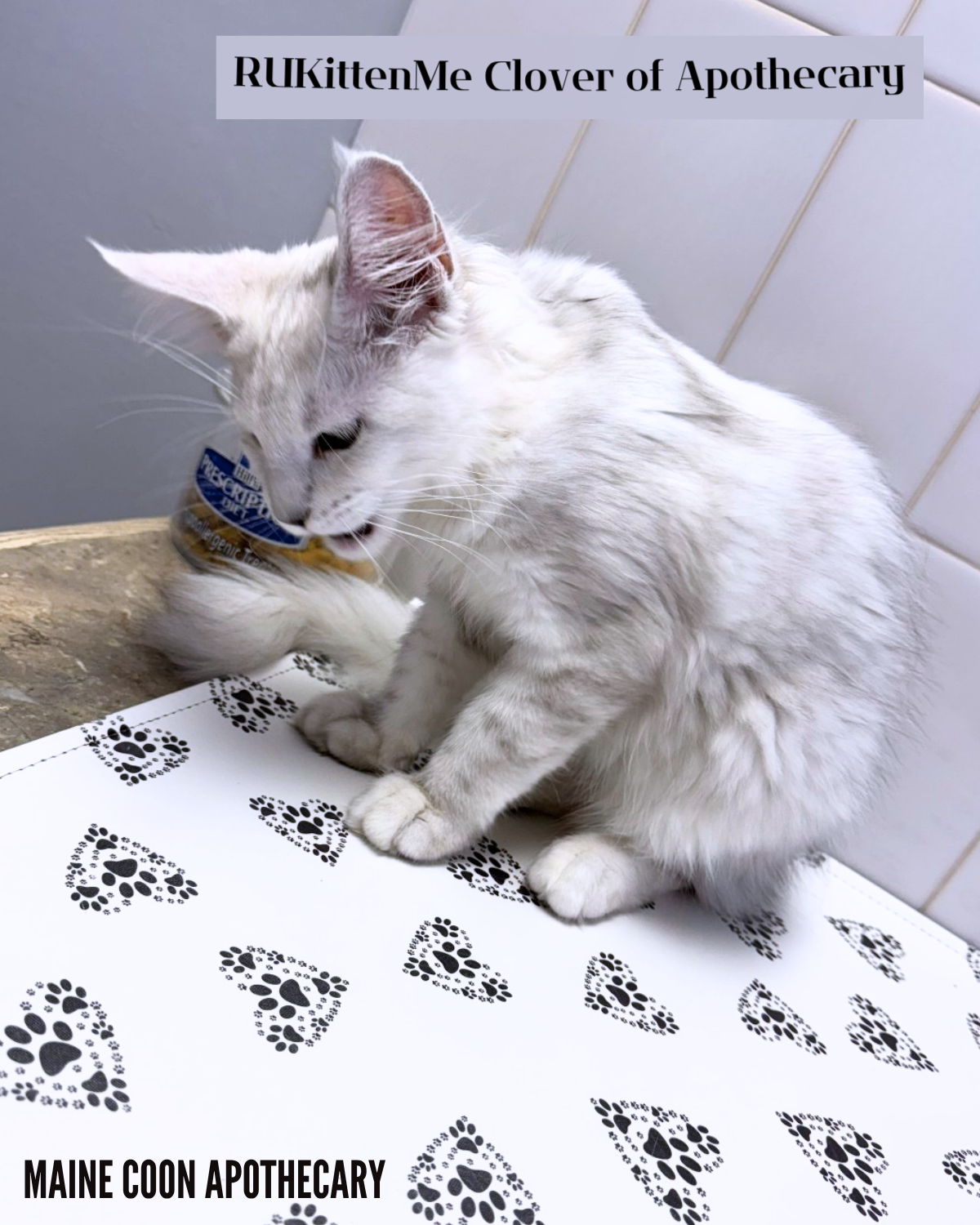 Our Maine Coon Black Shaded Queen, RUKittenMe Clover of Apothecary ("Clover"), was having a little snack at the vet. What a good kitten! She was 3 months old in this photo.