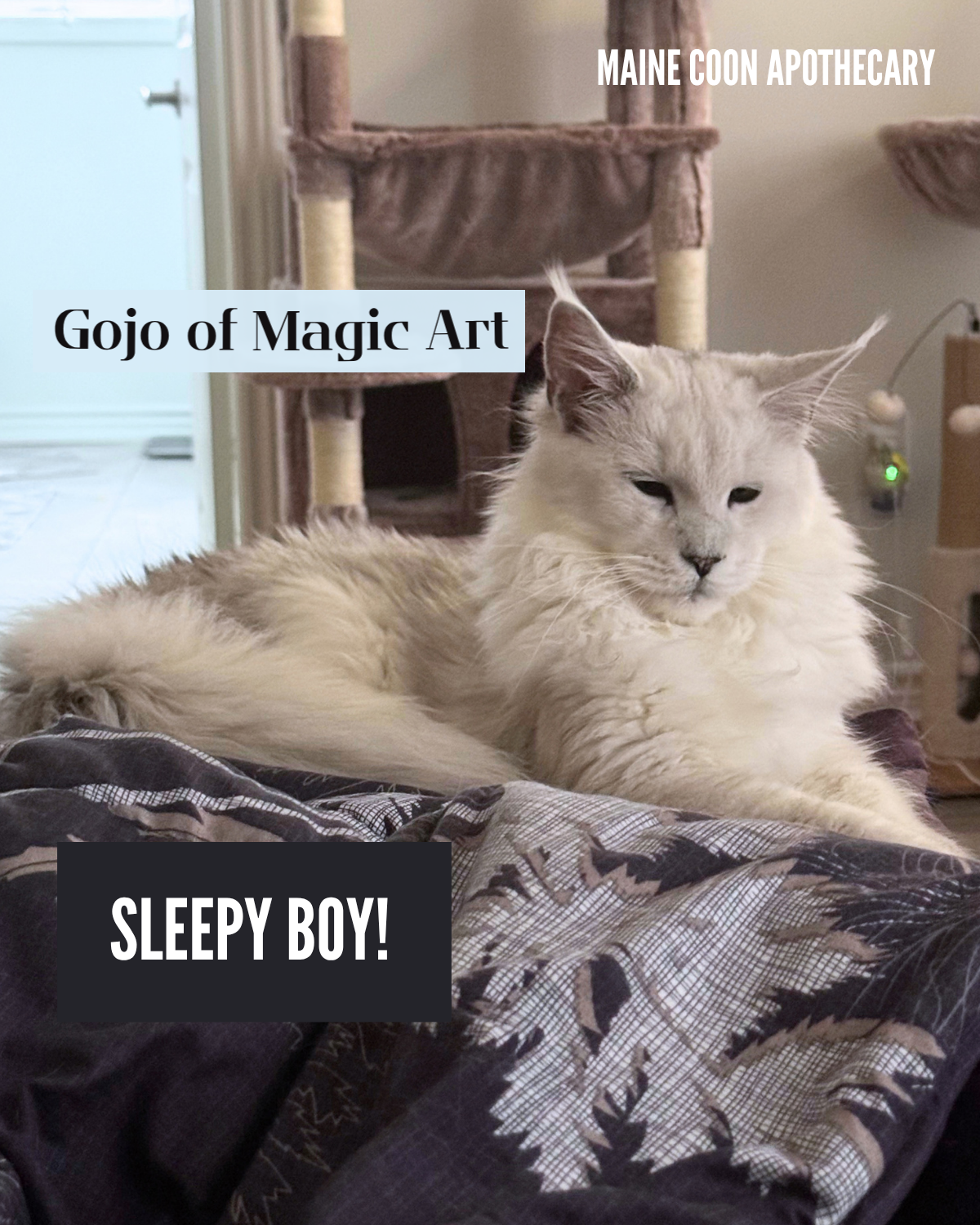 Our Black Shaded Maine Coon King, Gojo of Magic Art (Gojo), was clearly taking a well-deserved nap - what a scruffy, disheveled baby!