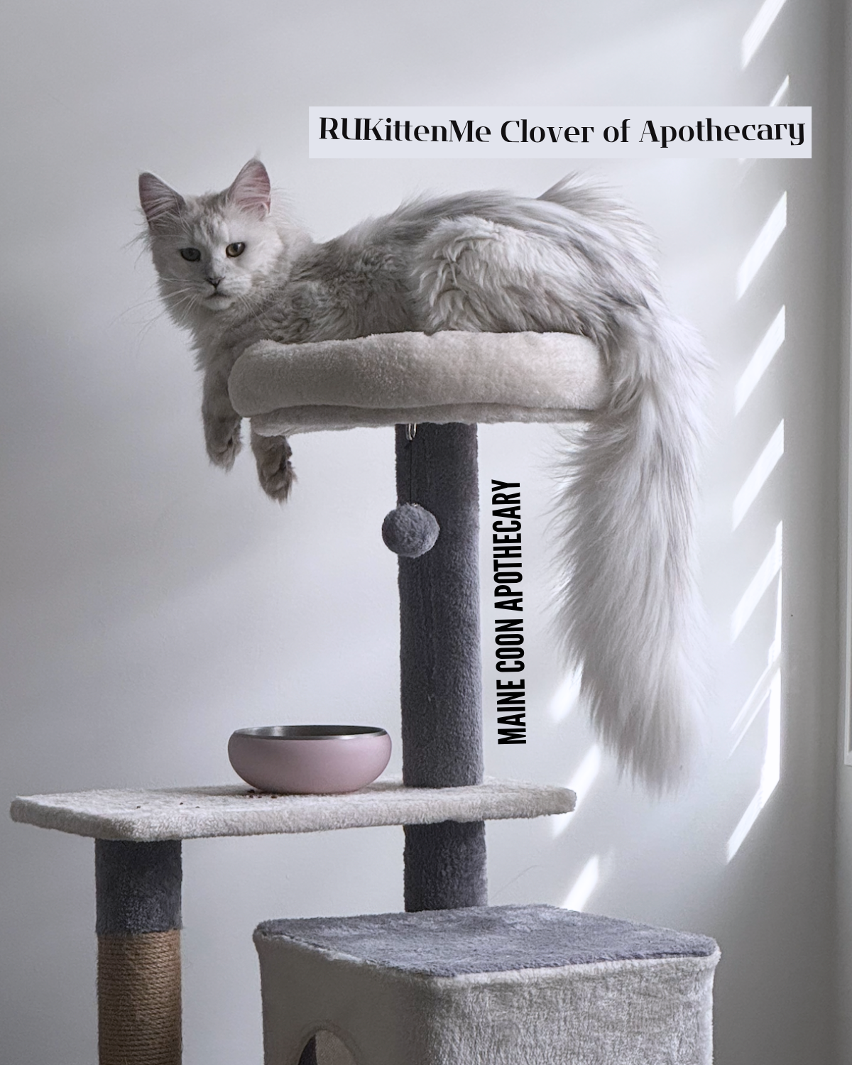 Our Maine Coon Black Shaded Queen, RUKittenMe Clover of Apothecary ("Clover") on her baby tree.