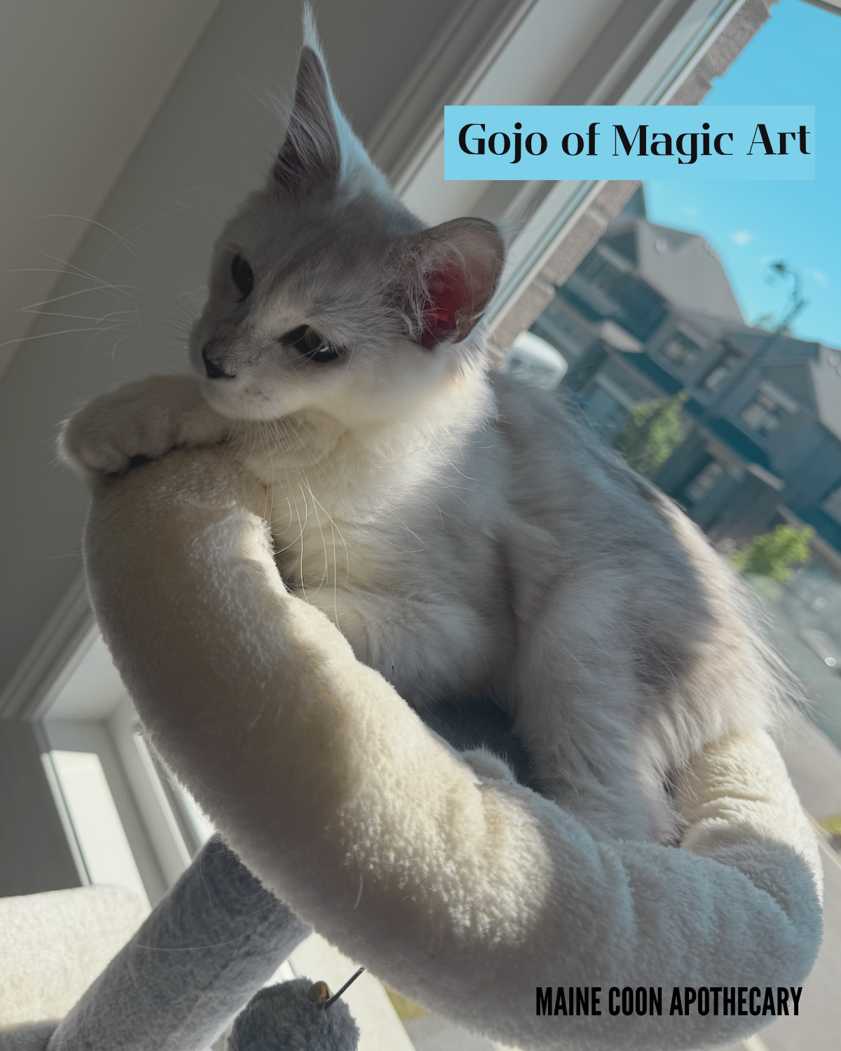 Our Black Shaded Maine Coon King, Gojo of Magic Art (Gojo), as a 4-month-old kitten, enjoying a cat nap while taking a sun bath.