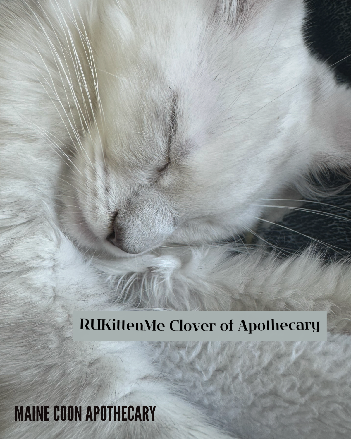 Our Maine Coon Black Shaded Queen, RUKittenMe Clover of Apothecary ("Clover"), is napping soundly and looks like an absolute angel. These are the moments I truly love.