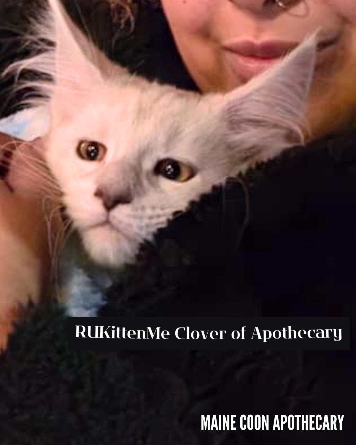 Our Maine Coon Black Shaded Queen, RUKittenMe Clover of Apothecary ("Clover"), on the day we picked her up from her breeder. She is absolutely adorable and so curious. She melted into me immediately!