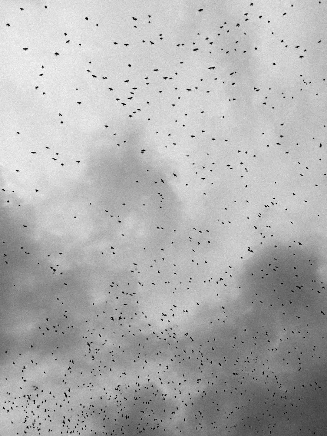 "The Birds"