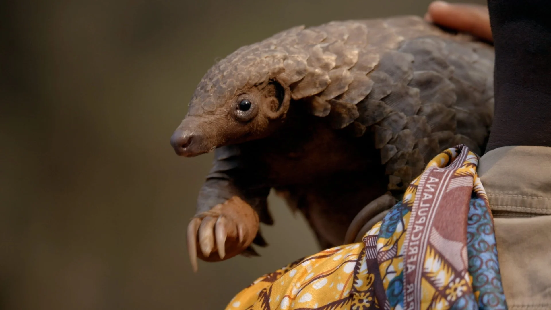 Wild Hope: Pangolin Protectors