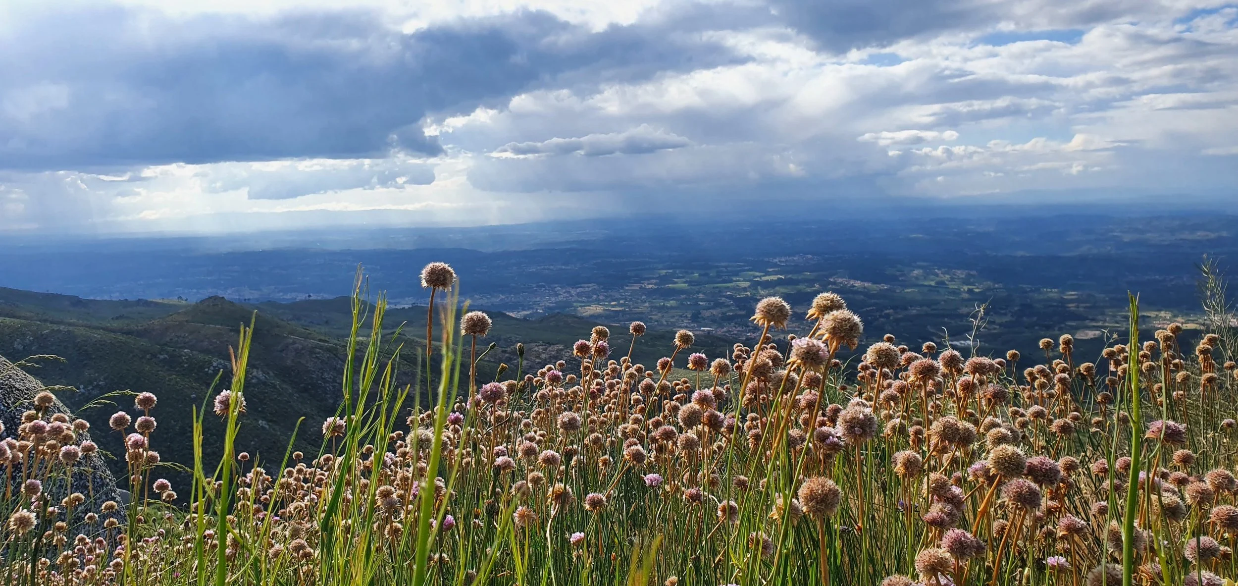 Wildflowers and grasses on a hillside with a view of distant mountains, valley, and cloudy sky.