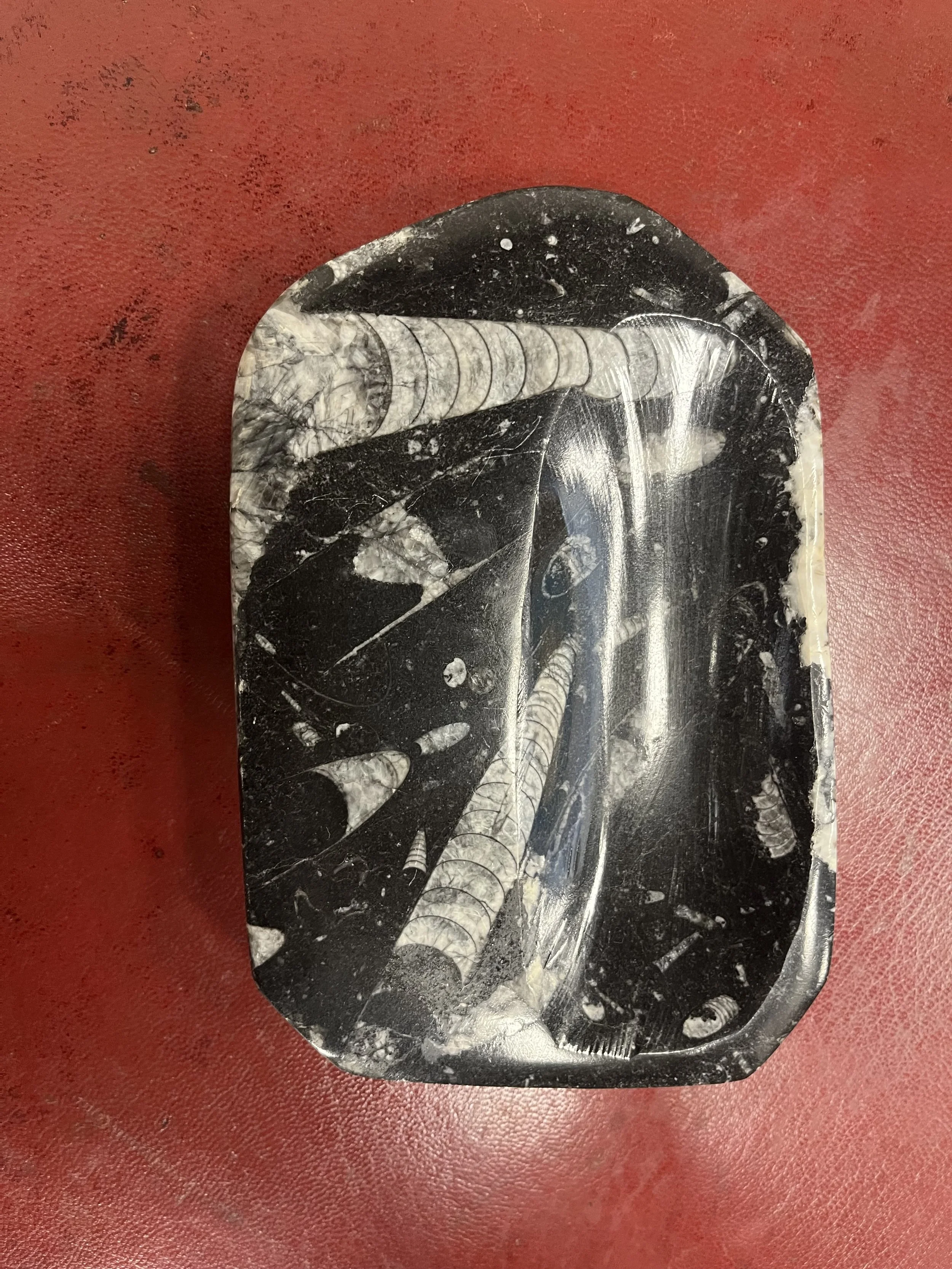 Cendrier fossiles "Orthoceras" - Le comptoir de Zanzibar - Brest 1.jpeg