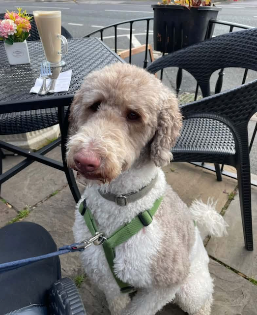 Curly-haired cream and white dog wearing a green harness sitting at an outdoor café table.