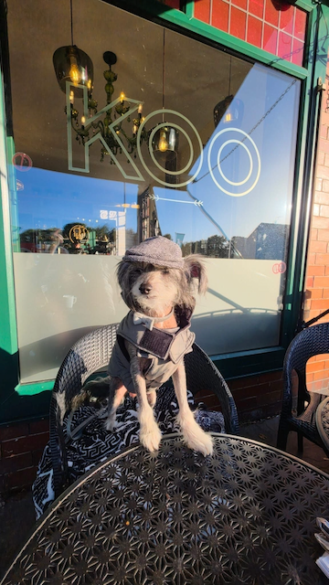 Small dog wearing a gray knit hat and scarf sitting on a café patio chair in sunlight