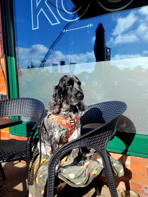Black-and-white dog wearing an orange harness sitting on a blanket-covered patio chair outside a café