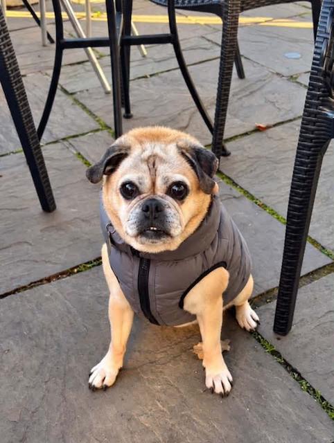 Pug wearing a gray puffer vest sitting on a stone patio beneath outdoor furniture