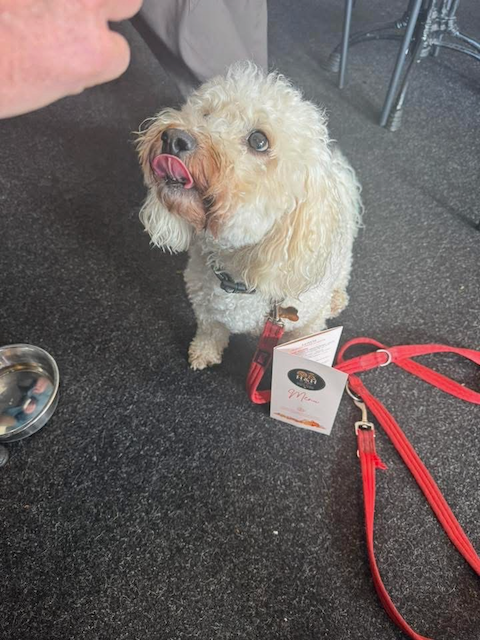 Small curly-haired cream-colored dog sitting indoors beside a red leash, name tag, and water bowl