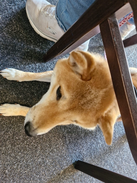 Tan and white dog lying on a carpet beneath a wooden chair beside a person's sneakers