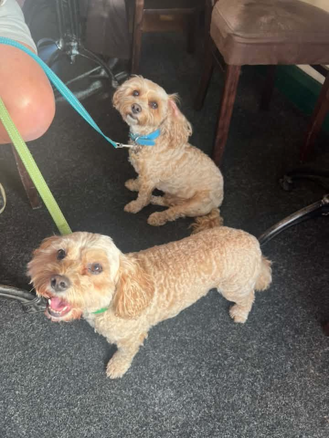Two small tan dogs indoors, one sitting on a blue leash and the other standing on a green leash.