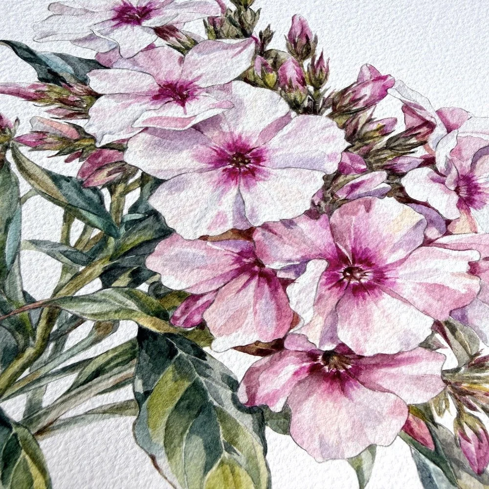 Phlox in Bloom