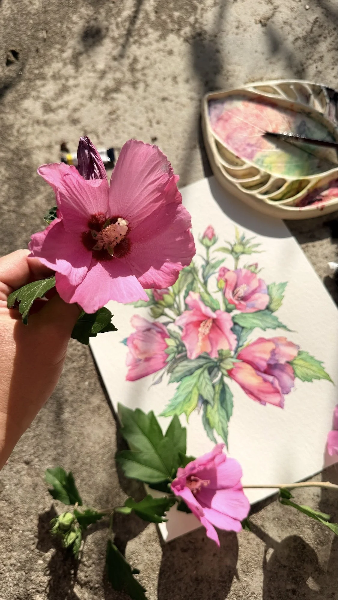 Pink Hibiscus syriacus (Rose of Sharon) flower held beside the botanical watercolour painting, with fresh flowers and leaves from the garden and a ceramic palette in the background.
