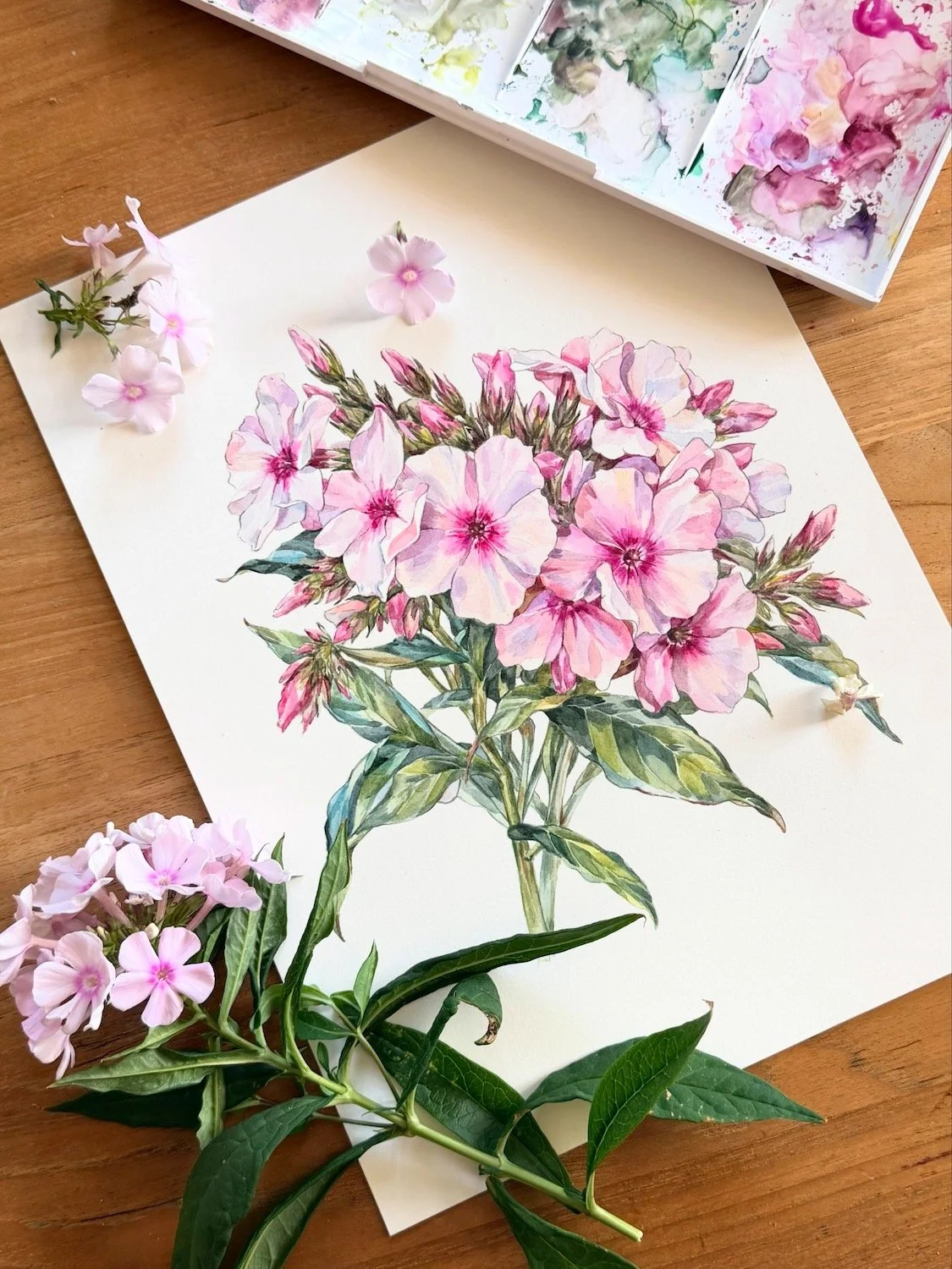 Original watercolor and graphite painting of pink Phlox paniculata ‘Bright Eyes’ surrounded by fresh flowers and foliage from the artist’s garden