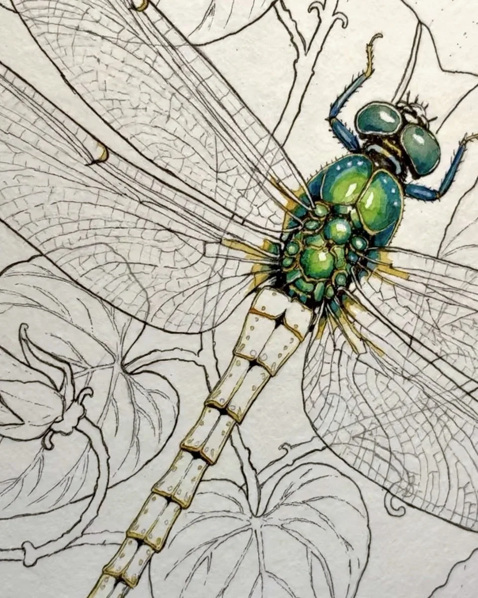 Close-up detail of the dragonfly in an original botanical watercolor and ink painting.