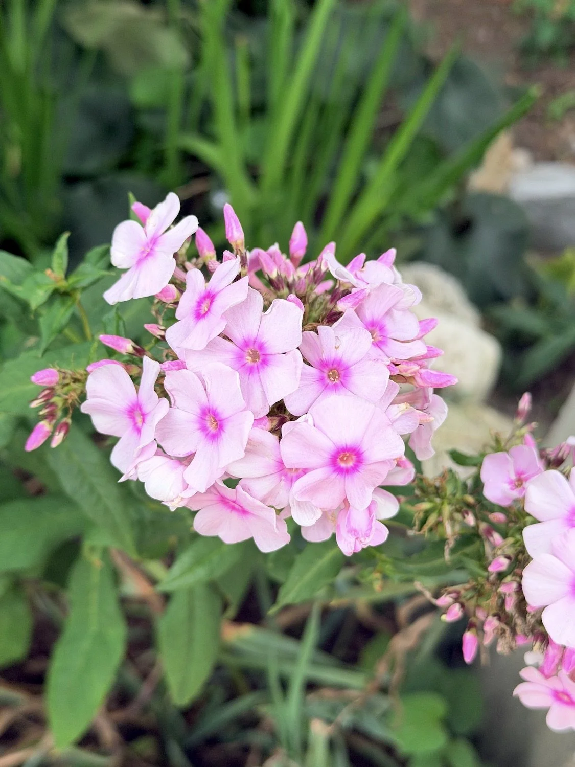 Pink Phlox paniculata ‘Bright Eyes’ flowers blooming in the garden, used as botanical reference for an original watercolor painting