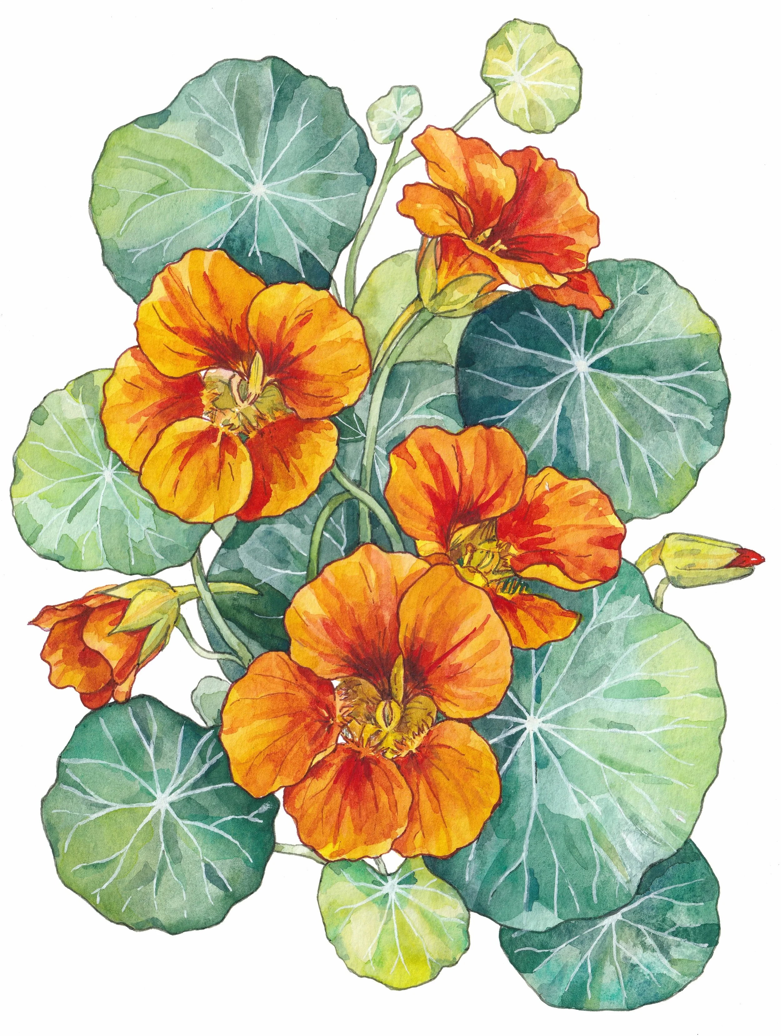 A closer look at the painting from sketch to final details.

Every watercolor starts with a simple line drawing and slowly comes to life, one transparent layer at a time. Watching the vibrant orange flowers emerge against the cool green leaves is alw