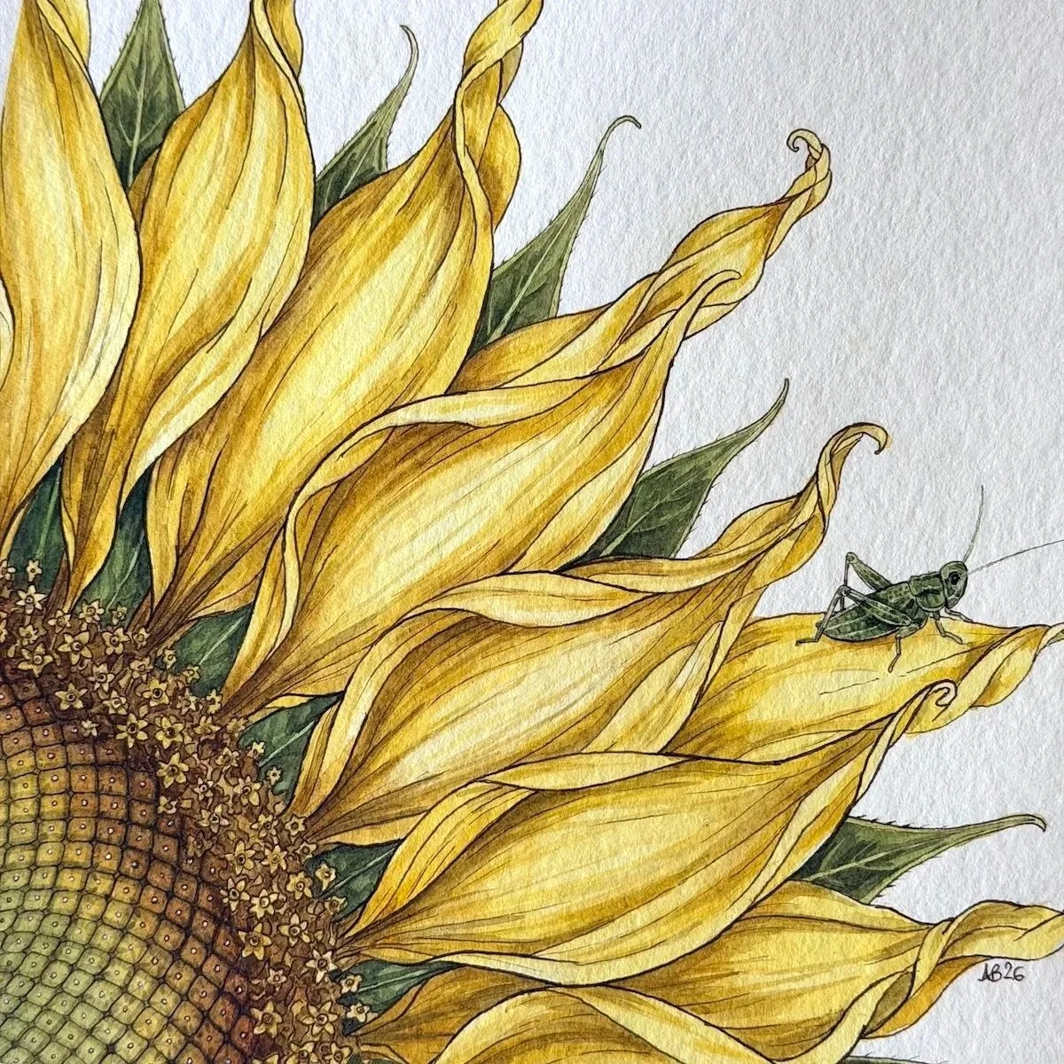 Sunflower & Grasshopper