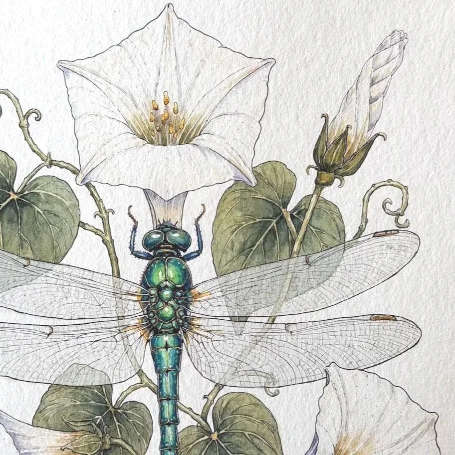 Dragonfly & Moonflower