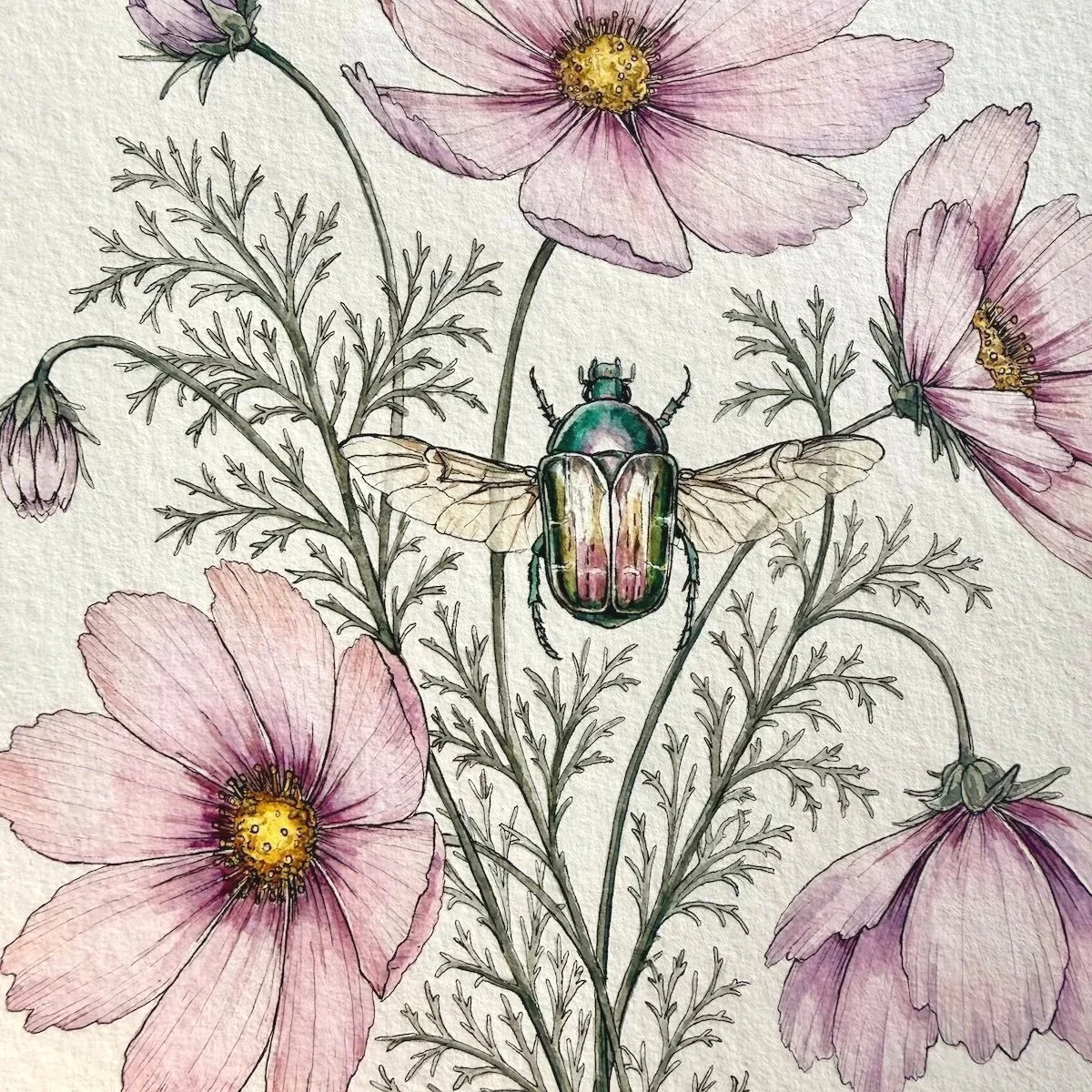 Cosmos & Rose Chafer