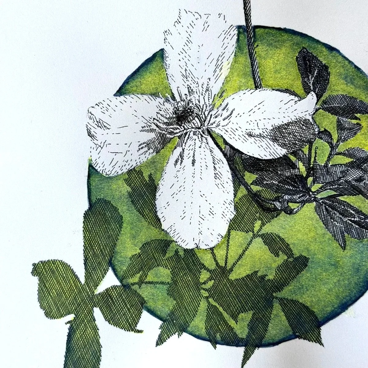White Clematis