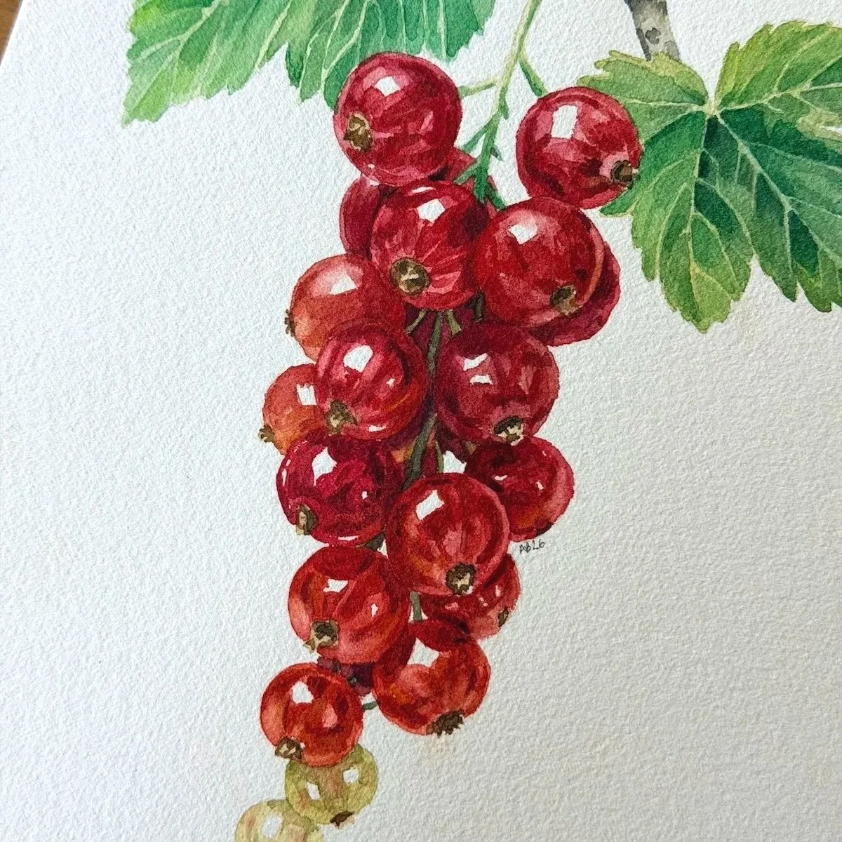 Red Currants