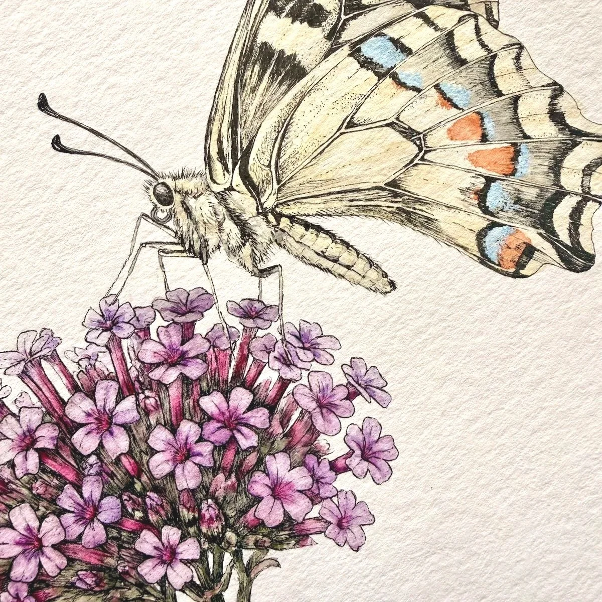 Swallowtail & Verbena