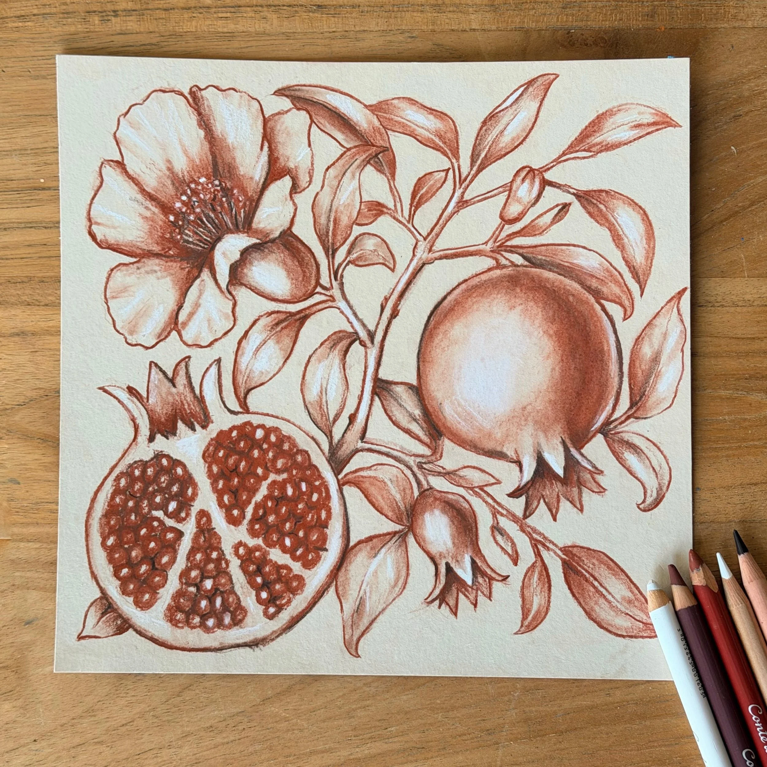Stepping outside my comfort zone.
Botanical watercolor is usually my medium of choice, but this time I wanted to experiment with something different.

This pomegranate study was created mainly with sanguine and white pastel pencils, with a few wax-ba