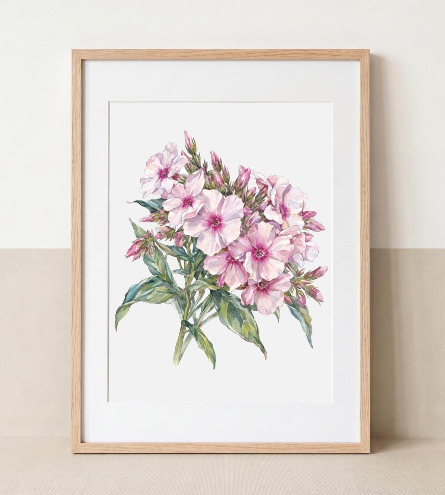 Phlox in Bloom