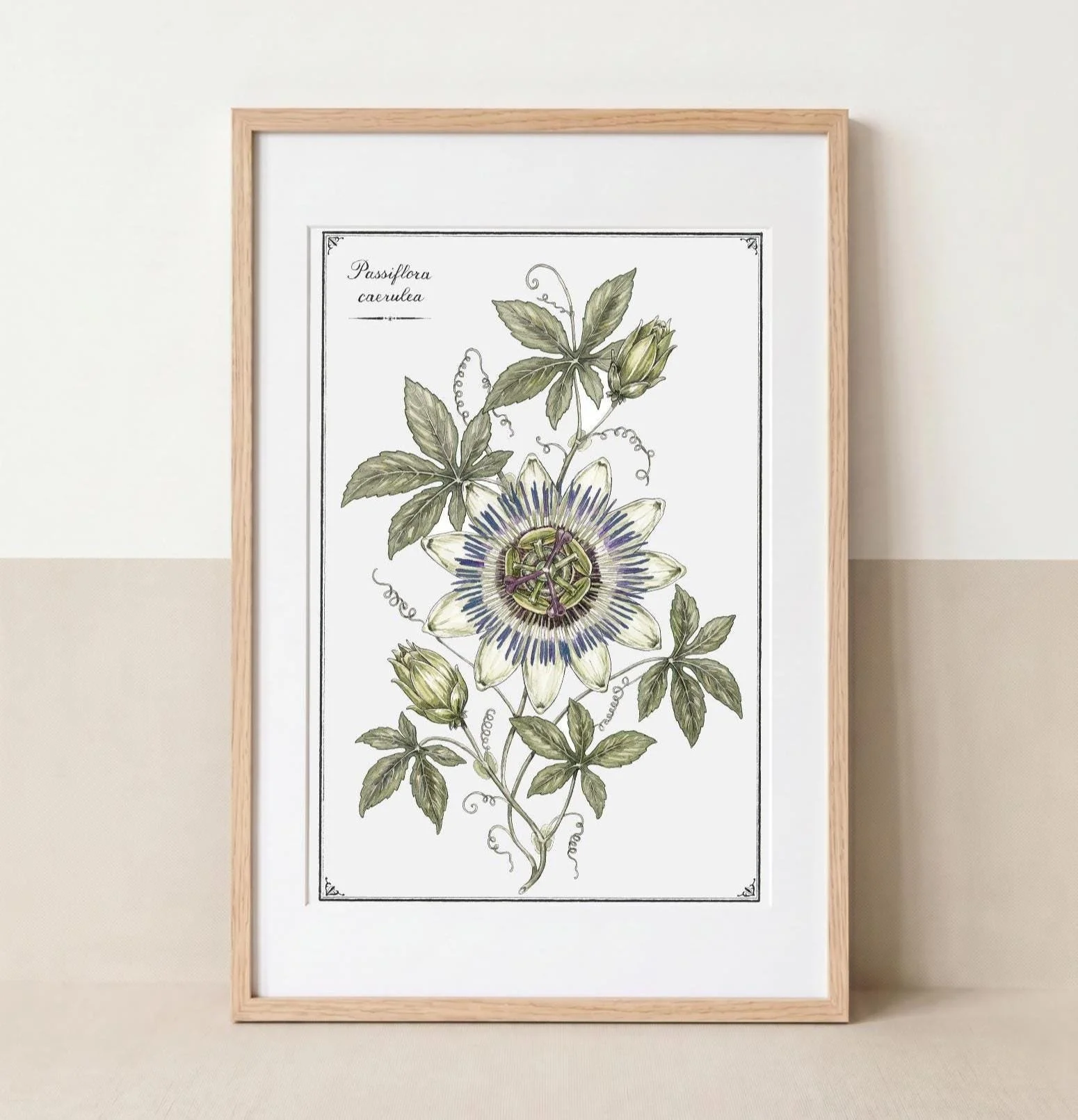 Passiflora caerulea