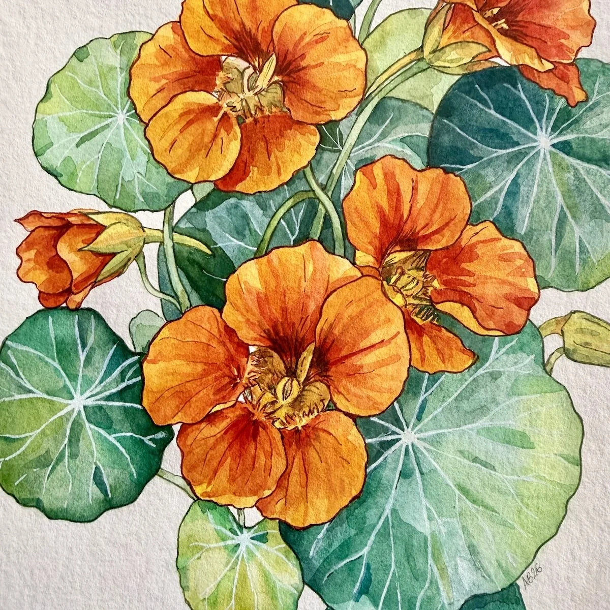Botanical watercolor painting of orange nasturtium flowers and round green leaves by botanical artist Alice Breda.