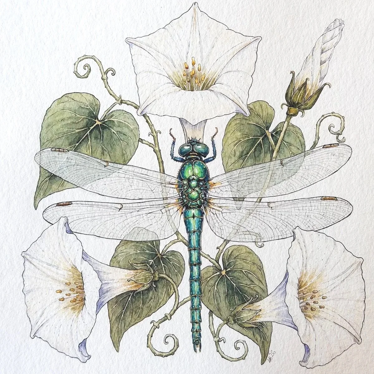 Moonflower & Dragonfly