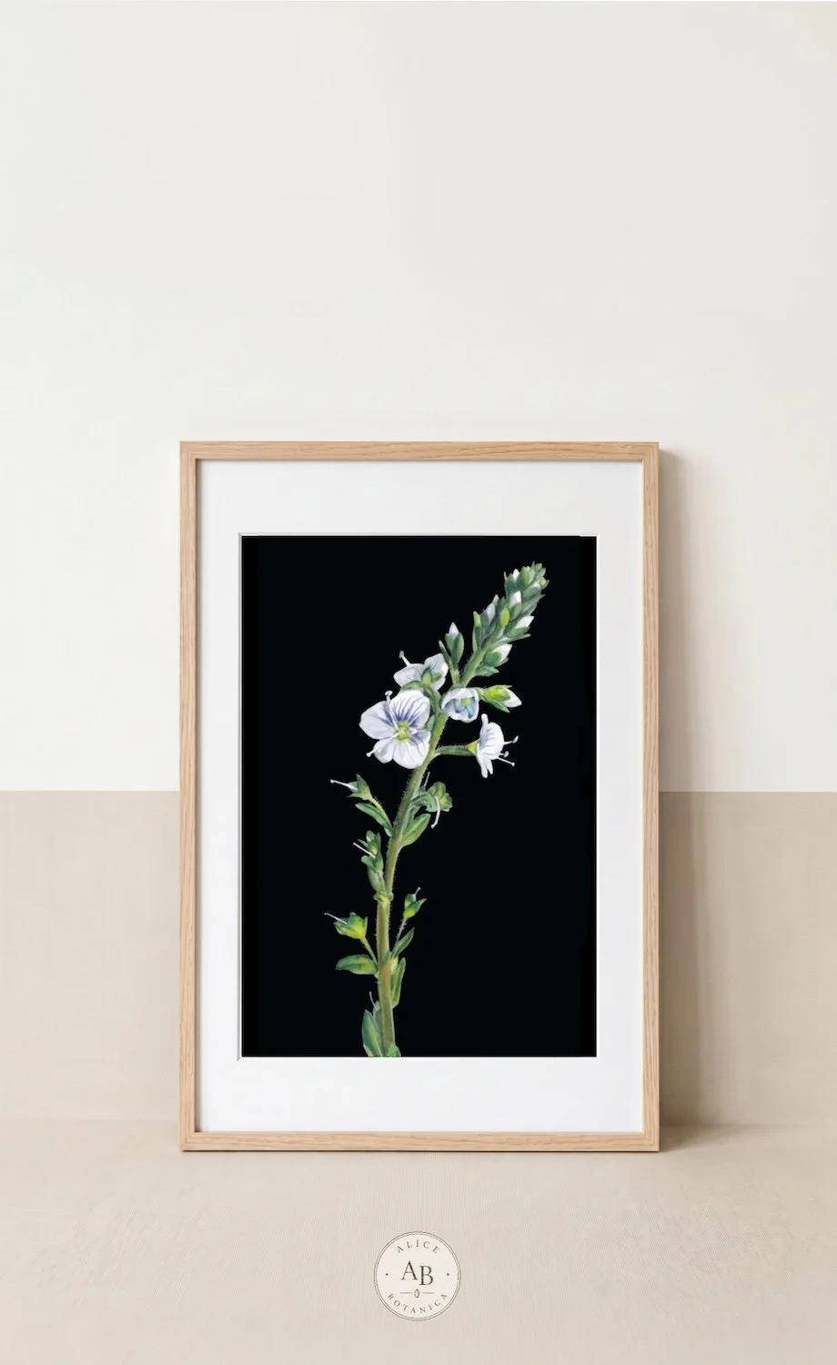 Thyme-leaved Speedwell