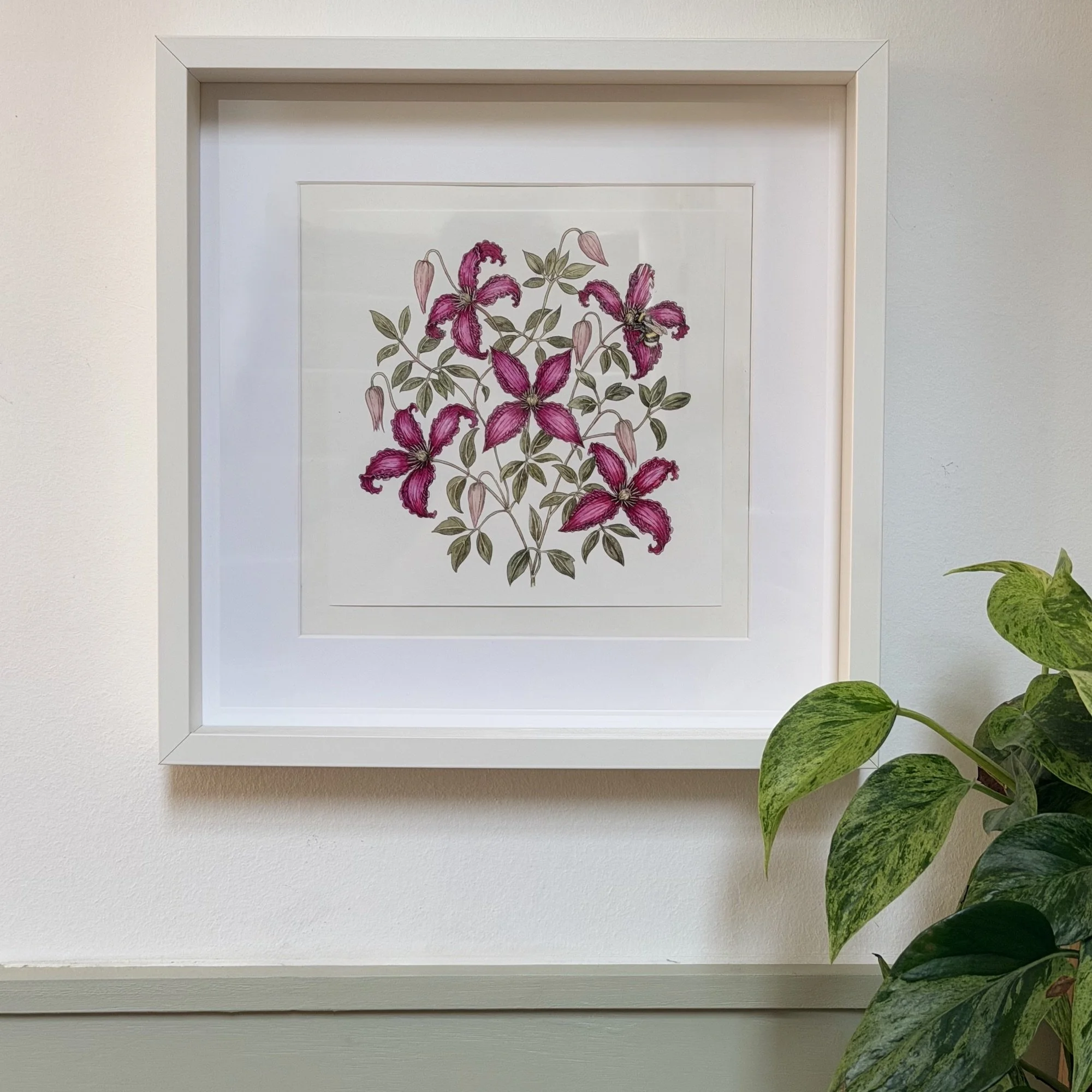 Framed botanical fine art print of pink clematis flowers by botanical artist Alice Breda displayed in a bright interior.