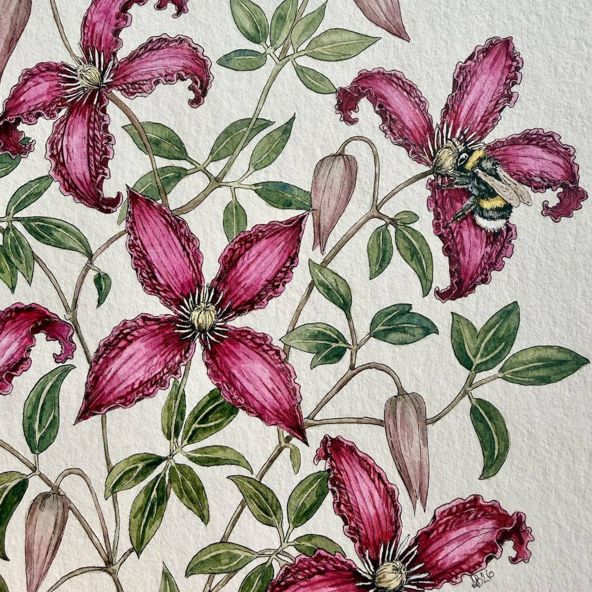 Botanical watercolor and ink painting of deep pink clematis flowers with a bumblebee by botanical artist Alice Breda.
