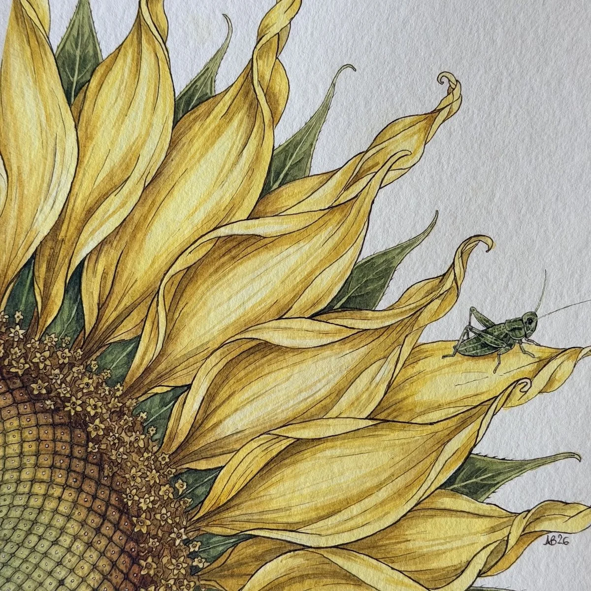 Sunflower & Grasshopper