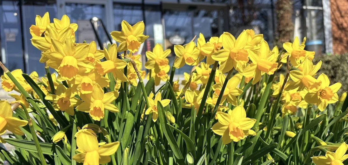 Photograph of a blooming daffodil meadow used as the reference for my original botanical watercolor and colored pencil painting.
