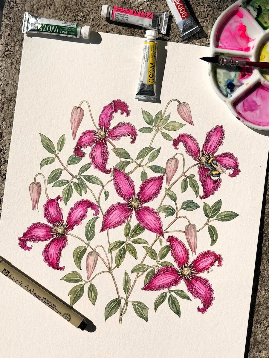 Original botanical watercolor and ink painting of Clematis × jackmanii with a bumblebee, showing the finished artwork together with professional watercolor paints and brushes used in the creative process.