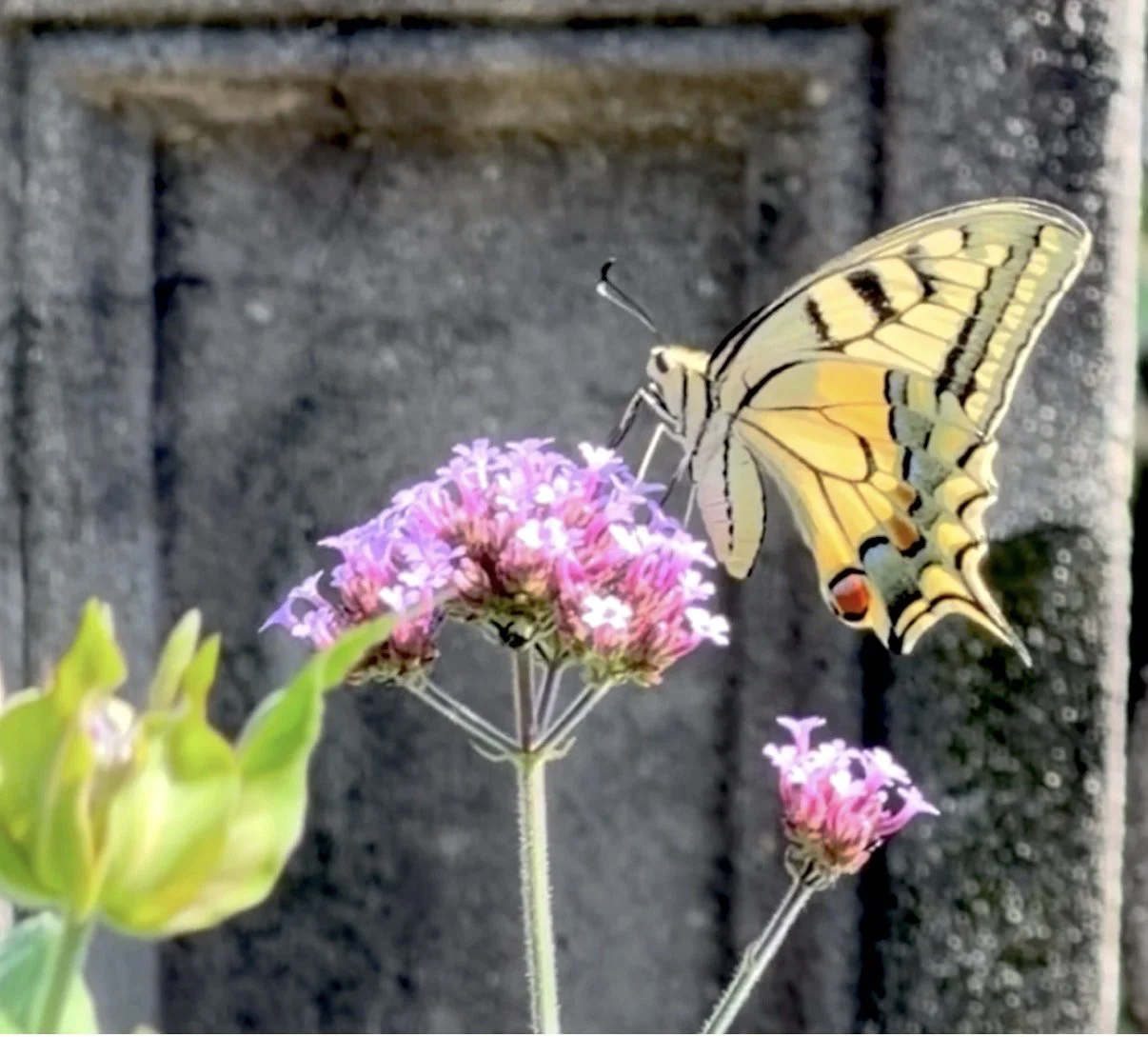 Photograph of a swallowtail butterfly feeding on Verbena bonariensis in my garden, used as the reference for my original botanical painting.