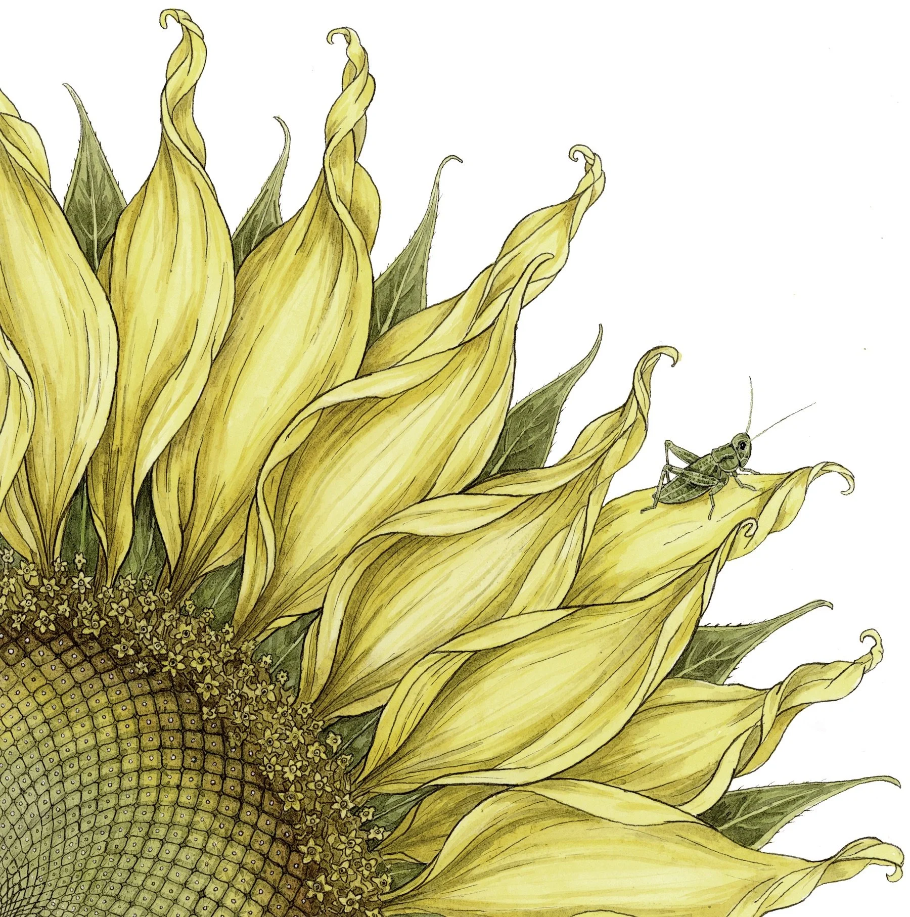 Botanical illustration of a sunflower (Helianthus annuus) with a green grasshopper, painted with layered watercolour and ink on Hahnemühle Bamboo paper.