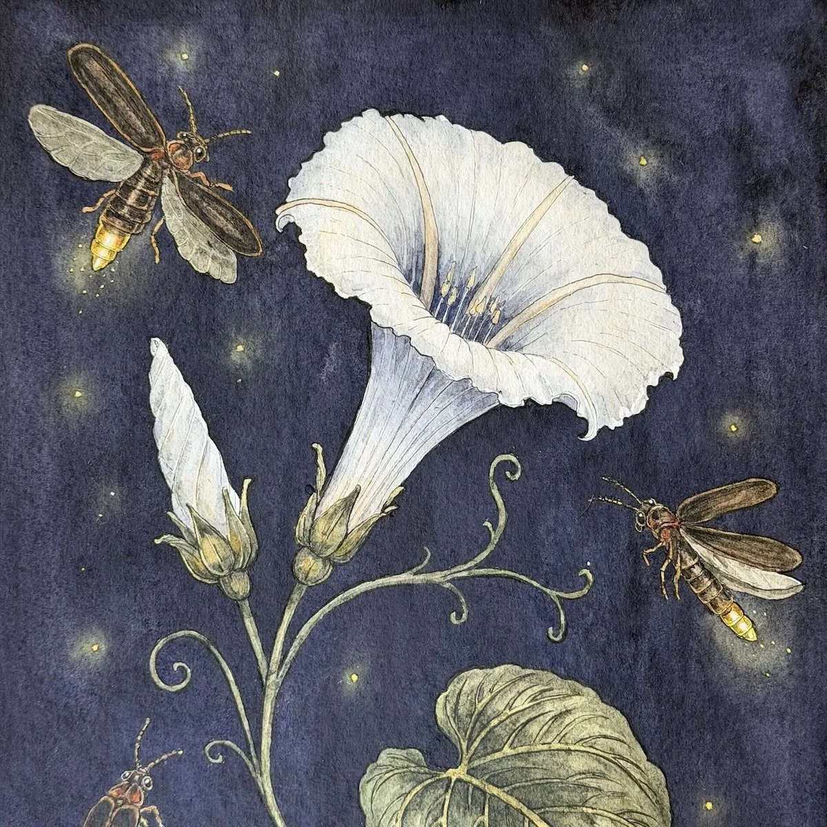 Moonflower & Fireflies