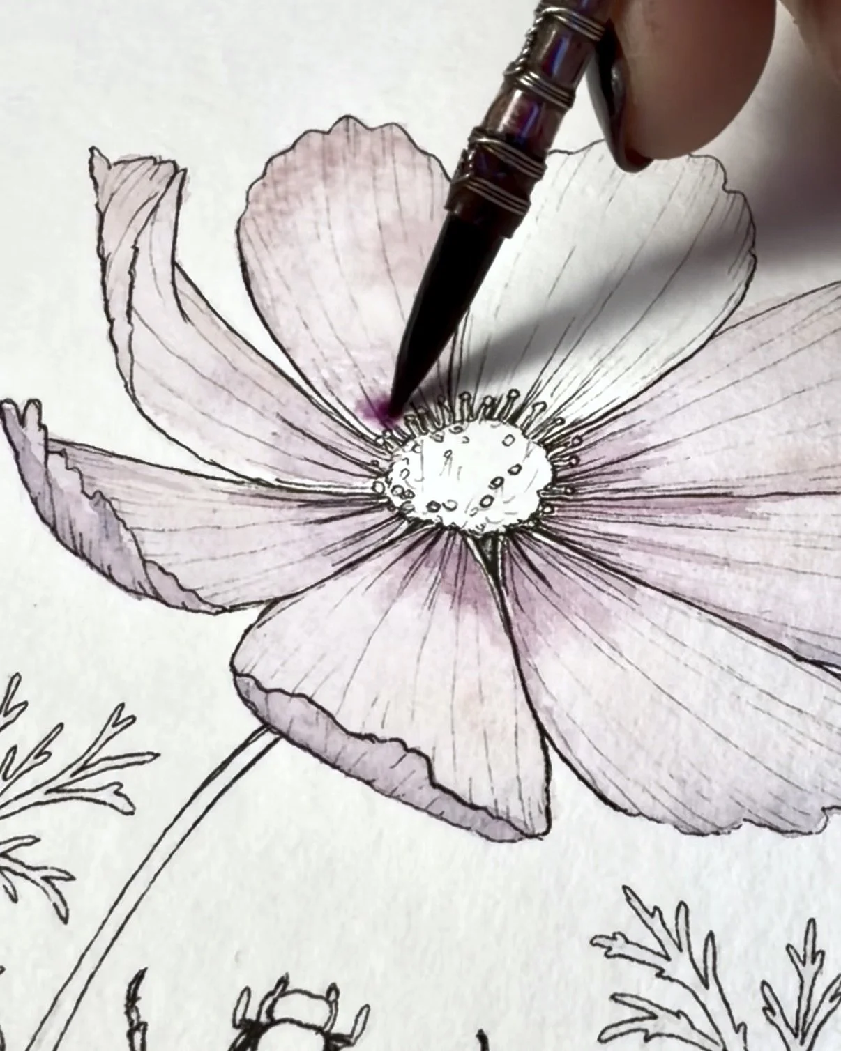 Painting process showing layered watercolor and ink used to create the delicate petals of Cosmos bipinnatus in my original botanical artwork.
